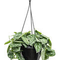 Scindapsus pictus, Ampel, im 16cm Topf, H�he 30cm, Breite 30cm