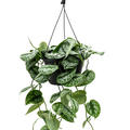 Scindapsus pictus 'Trebie', Ranker, im 28cm Topf, H�he 60cm, Breite 40cm