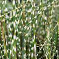 Scirpus tabernaemontanii Zebrinus