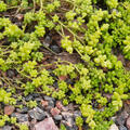 Fetthenne, Sedum album Micranthum Chloroticum