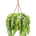 Sedum morganianum 'Burrito', Ampel, im 17cm Topf, H�he 30cm, Breite 20cm