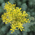 Sedum reflexum