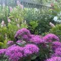 Sedum spectabile 'Carl', Sedum spectabile 'Carl'