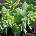 Sedum spectabile 'Stardust'