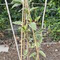 Selbstfruchtbare Minikiwi 'Hokey Pokey', Actinidia arguta 'Hokey Pokey'