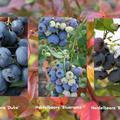 Selbstversorgerset Heidelbeeren 'Dauerernte' (1x Heidelbeere 'Duke', 2x Heidelbeere 'Blueroma'�, 1x Heidelbeere 'Blue Dessert'�