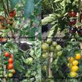 Selbstversorgerset 'No Problem' Freilandtomate OpenSky� 'Happyblack'�, 'Tombonne'�, 'Morningsun'� & 'Sugared'�