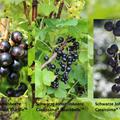 Selbstversorgerset Schwarze Johannisbeeren 'Dauerernte', 1x 'Black Marble'�, 2x 'Blackbells'�, 1x 'Late Night'