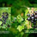 Selbstversorgerset Schwarze Johannisbeeren 'Profiertrag', 4x Cassissima� 'Blackbells'� und 4x Cassissima� 'Black Marble'�