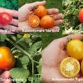 Selbstversorgerset 'Terrassenparadies' Balkontomate 'Fuzzy Wuzzy', 'Ida Gold', 'Silbertanne', 'Tumbling Bella' & 'Tigerette Cherry'