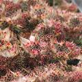 Sempervivum x cultorum 'Taurus'