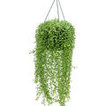 Senecio peregrinus, Ampel, im 25cm Topf, H�he 50cm, Breite 30cm