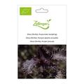 Shiso (Perilla), Purpurroter (einj�hrig)
