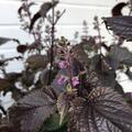 Shiso (Perilla), Purpurroter (einj�hrig), Perilla frutescens purpurea