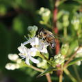 Wei�e Bl�te des Heptacodium miconioides mit einer Biene
