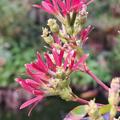 Sieben-S�hne-des-Himmels-Strauch, Heptacodium miconioides