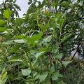 Yacon 'Rot-s�ss' zwischen Feigen, Smallanthus sonchifolius  'Rot-s�ss'