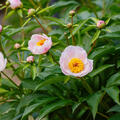 Paeonia Soft Salmon Saucer, Paeonia lactiflora, Pfingstrose, Pfingstrosen