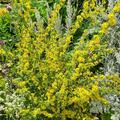 Solidago caesia, Solidago caesia