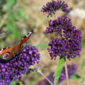 Fliederrispe mit einem Schmetterling