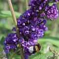 Sommerflieder, Schmetterlingsstrauch 'Empire Blue' (Buddleja davidii 'Empire Blue')