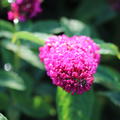 Buddleja davidii Miss Molly, Bl�te