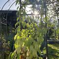 Sommerkiwi Vitakola�, Actinida kolomikta