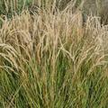 Achnatherum calamagrostis 'Alg�u', Gras, Gr�ser, synonym Stipa