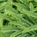 Adiantum pedatum 'Imbricatum' Zwerg-Pfauenrad-Farn 'Imbricatum'