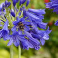 Agapanthus 'Flower of Love', Schmucklilie 'Flower of Love'