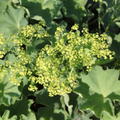 Alchemilla xanthochlora