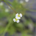 Alisma plantago-aquatica
