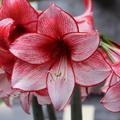 Hippeastrum 'Charisma'�