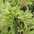 Hippeastrum 'Evergreen'�
