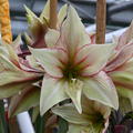 Hippeastrum 'Green Magic'�