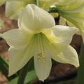 Hippeastrum 'Lemon Star'�