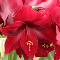 Hippeastrum 'Red Pearl'�
