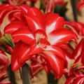 Hippeastrum 'Splash'�