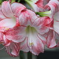 Hippeastrum 'Spotlight'�