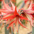 Hippeastrum 'Sumatra'�