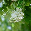 Amerikanischer Blauregen 'Nivea', Wisteria frutescens