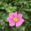 Anemone hupehensis 'September Charm' China-Herbst-Anemone