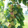 Aromapfirsich Veroma� Pico (Prunus mira-Hybride)