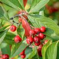 Apfelbeere Aronia x arbutifolia 'Brillant'