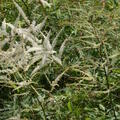 geschlitztbl�ttriger Geissbart, Staude, Aruncus dioicus 'Whirlwind'