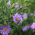 Aster novi-belgii 'Royal Blue' Glattblatt-Aster