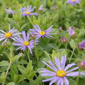 Aster x frikartii Wunder von St�fa, Bergaster, Berg Aster