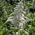 Astilbe x japonica Deutschland