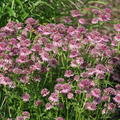Astrantia major 'Roma' - grosse Sterndolde