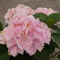 Hortensie Everbloom 'Pink Wonder' 1